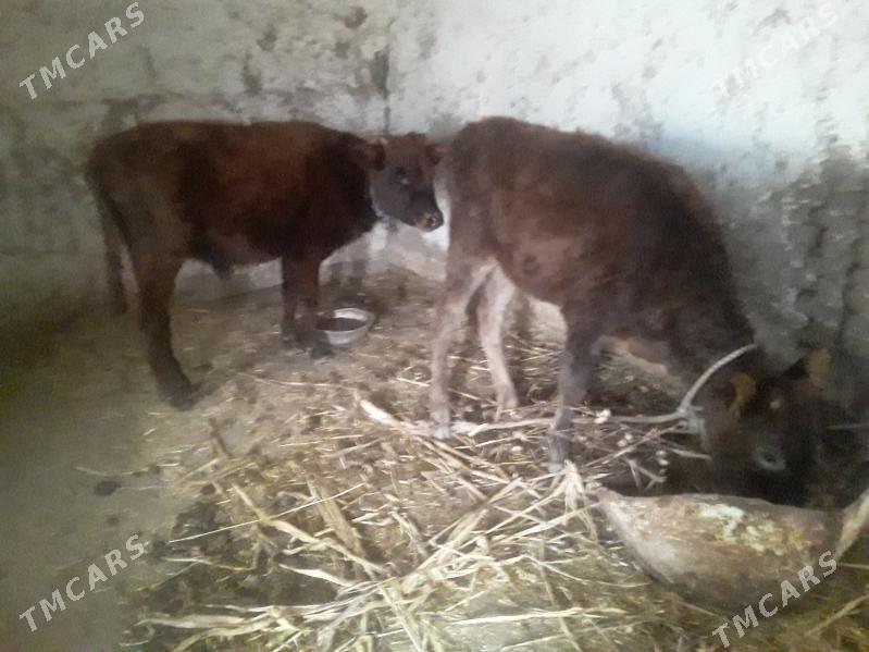 OKUZ GACAR - Губадаг - img 1