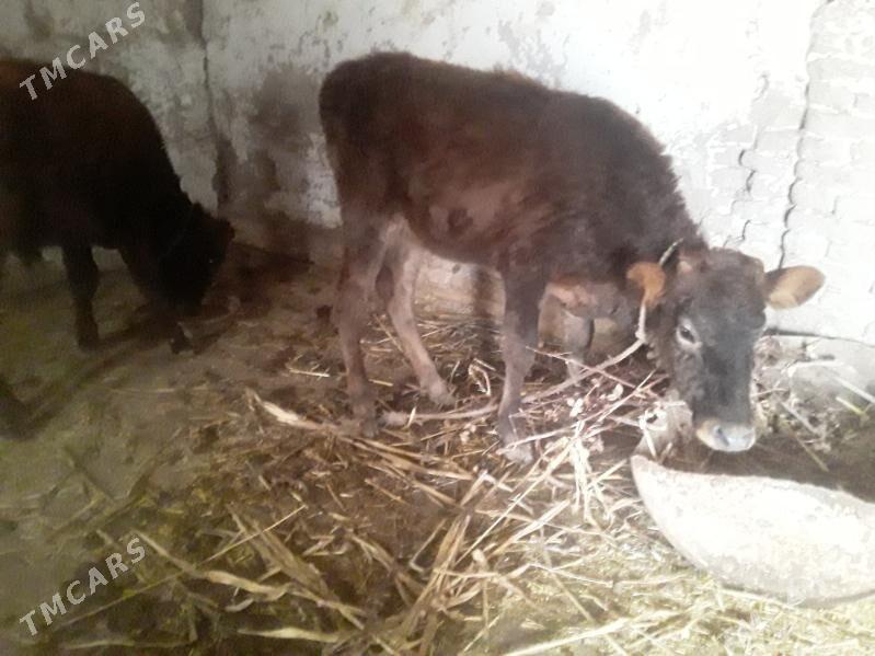 OKUZ GACAR - Губадаг - img 3