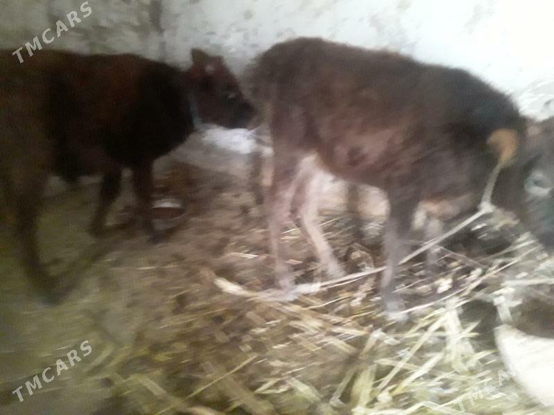 OKUZ GACAR - Губадаг - img 2