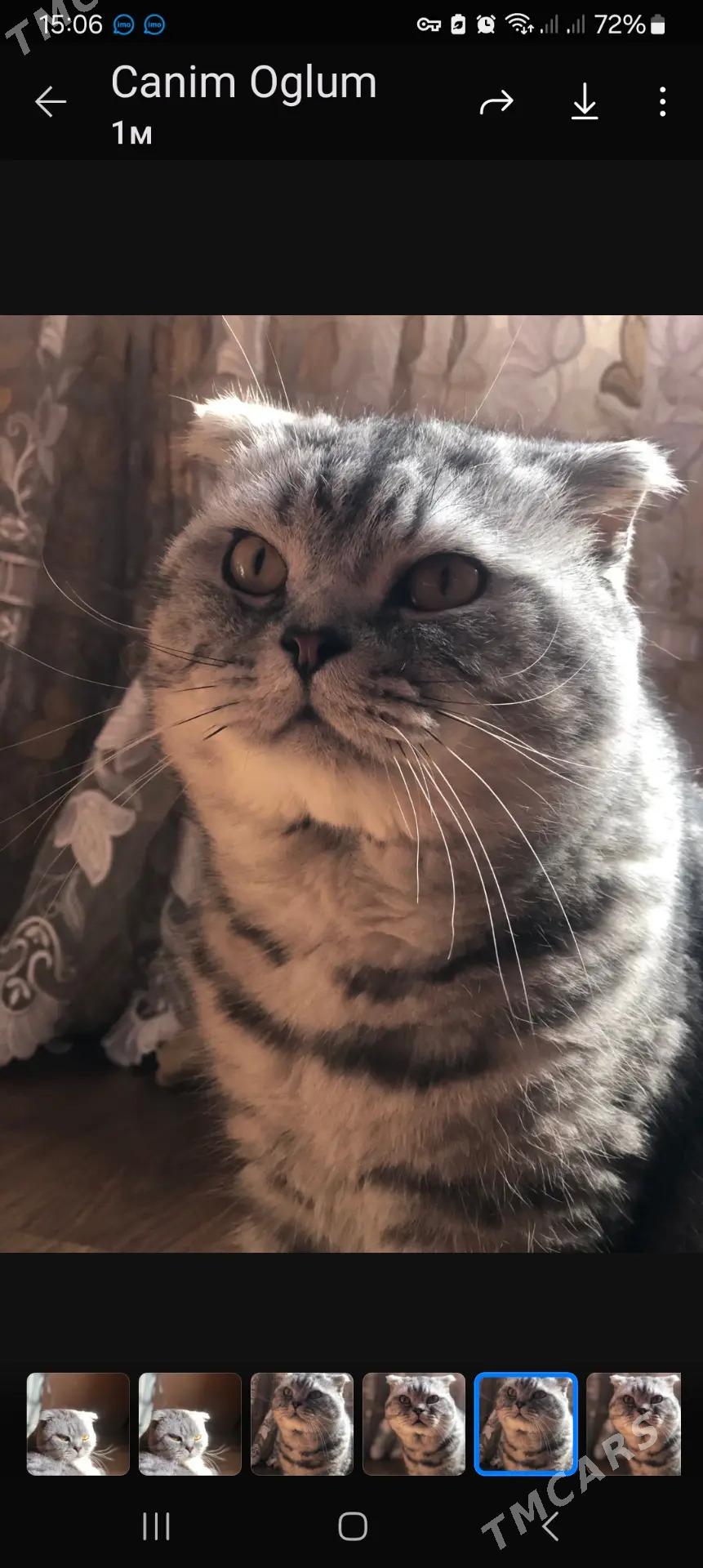 кот Арчи на  спаривание - Туркменабат - img 2