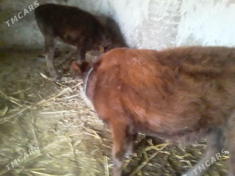 OKUZ GACAR - Губадаг - img 5