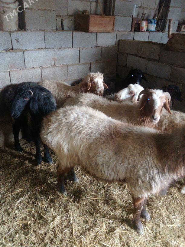 GOŶUN - Бахарден - img 1