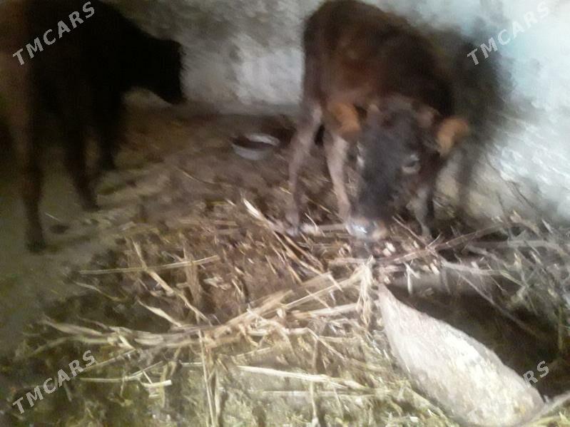 OKUZ GACAR - Губадаг - img 4