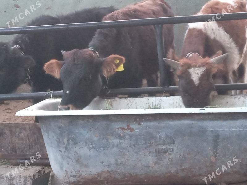 mallar - Бузмеин - img 2