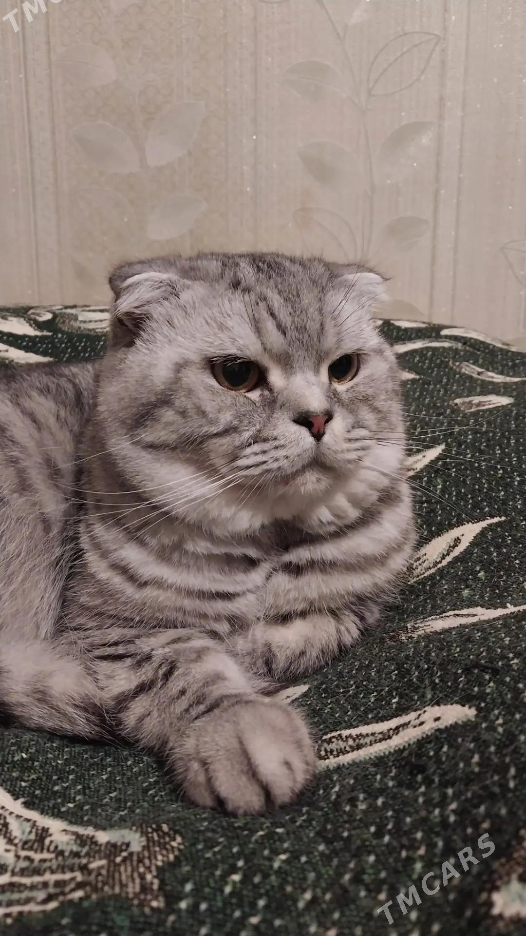 кот Арчи на  спаривание - Туркменабат - img 1