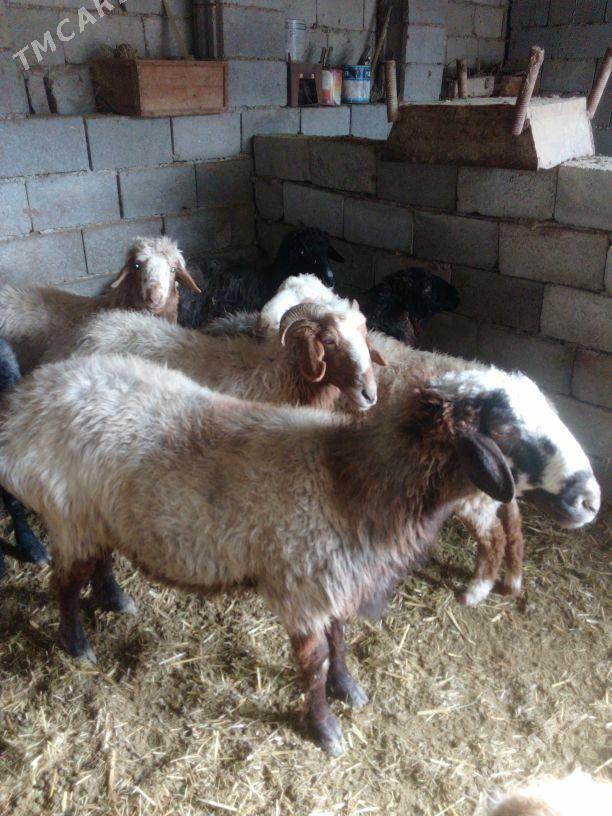 GOŶUN - Бахарден - img 2