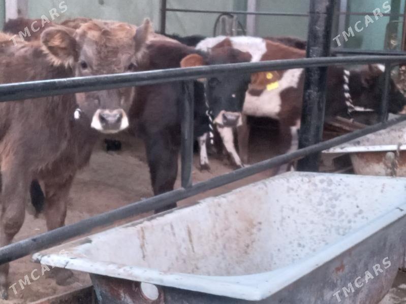 mallar - Бузмеин - img 1