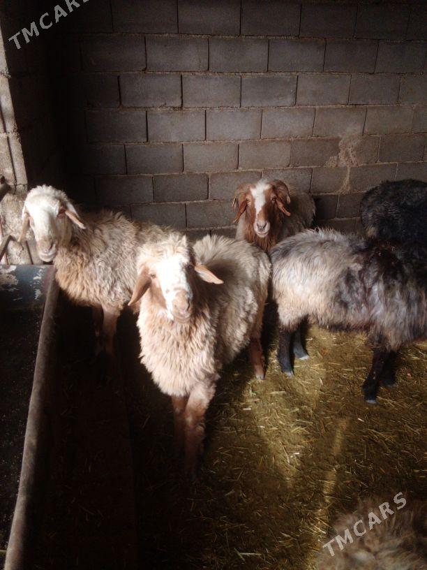 GOŶUN - Бахарден - img 6