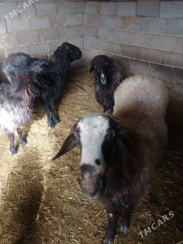 GOŶUN - Бахарден - img 4