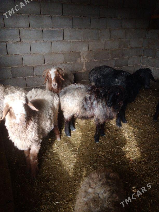 GOŶUN - Бахарден - img 5