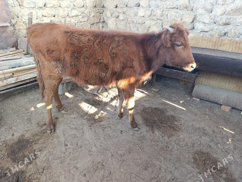 gaçar - Джебел - img 2