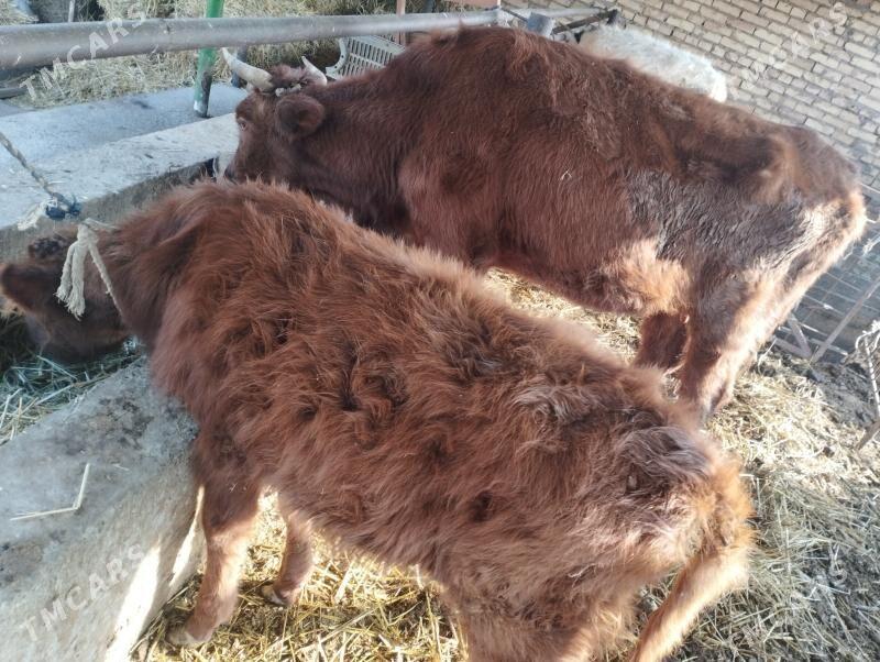 hojekli sygyr - Çärjew - img 1