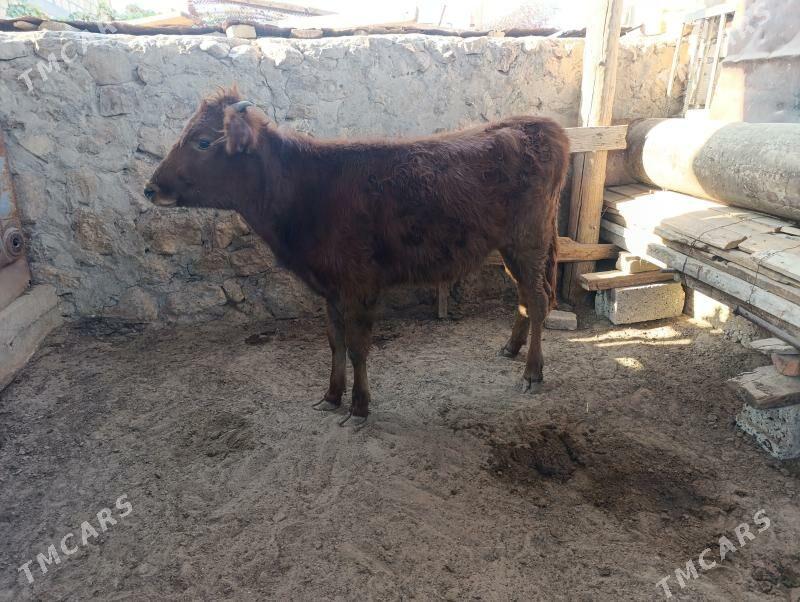 gaçar - Джебел - img 3