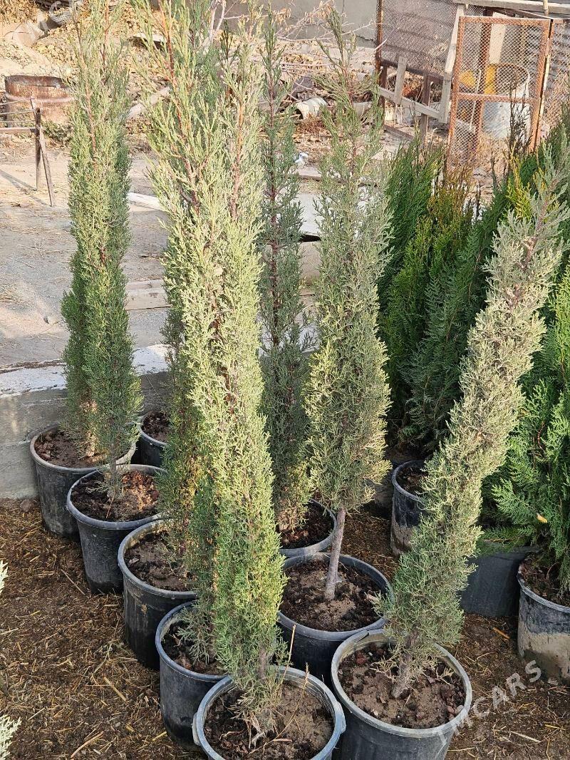 Kiparis - Ашхабад - img 1