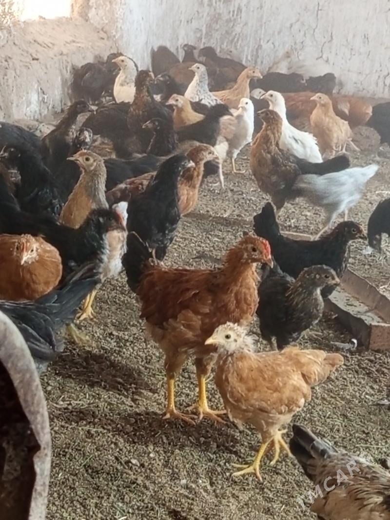 Jüýje - Мургап - img 4