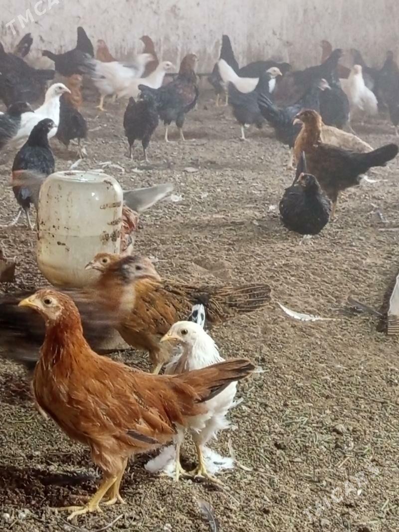 Jüýje - Мургап - img 2