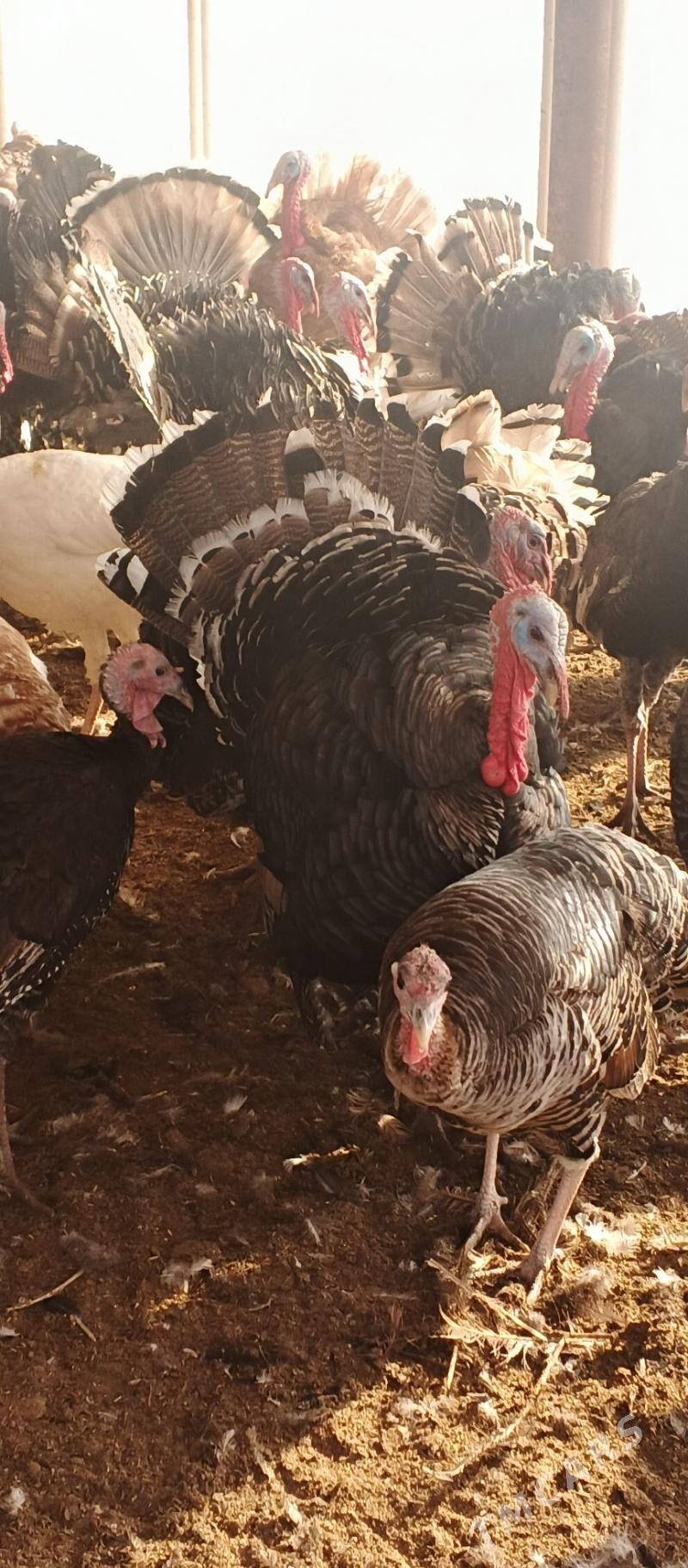 Induk erkek - Oguz han - img 3