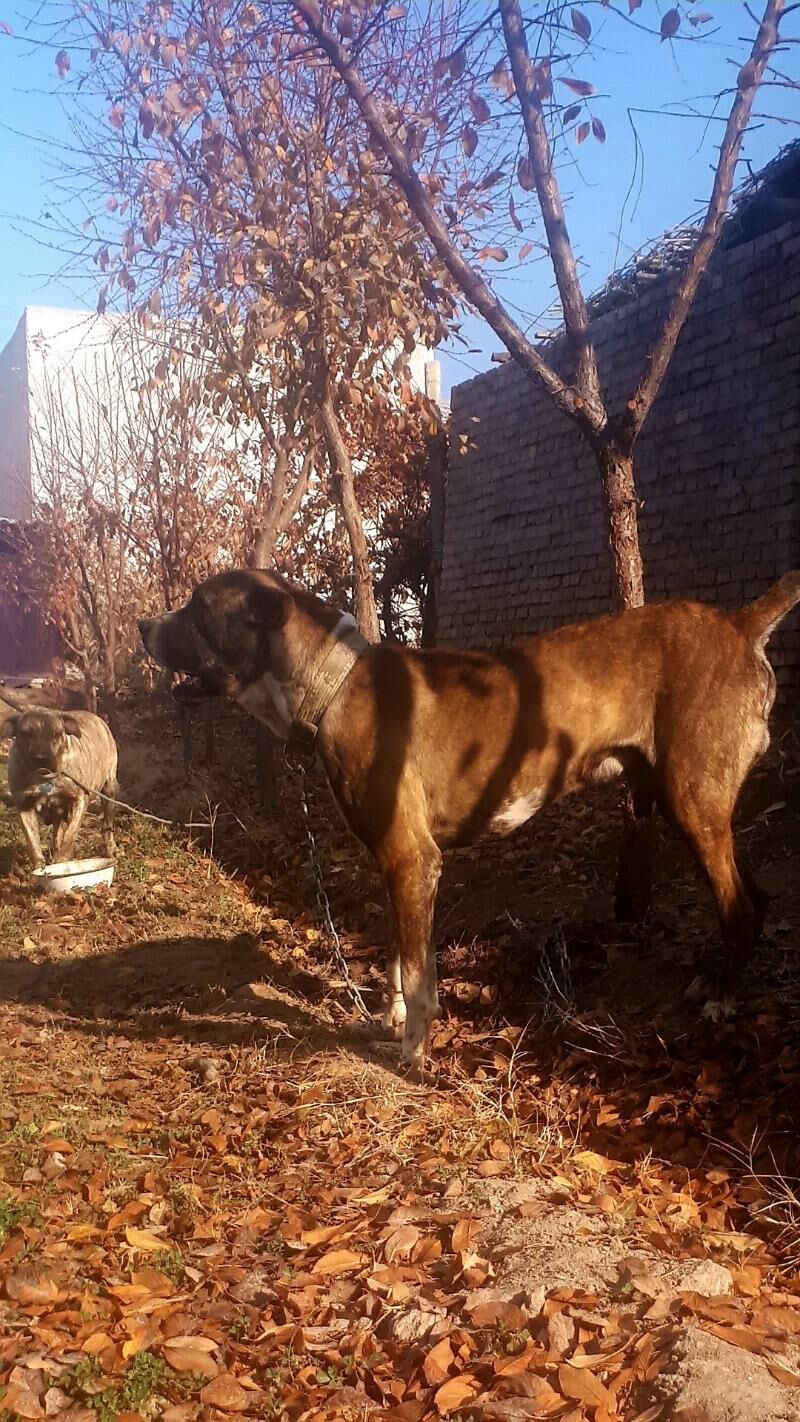 Gibrit kopek - Туркменабат - img 4