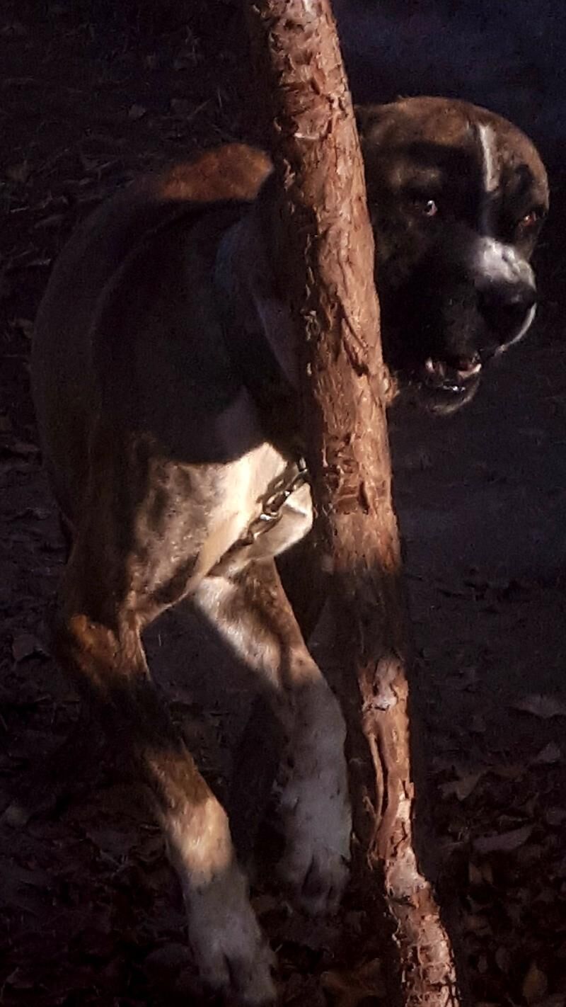 Gibrit kopek - Туркменабат - img 3