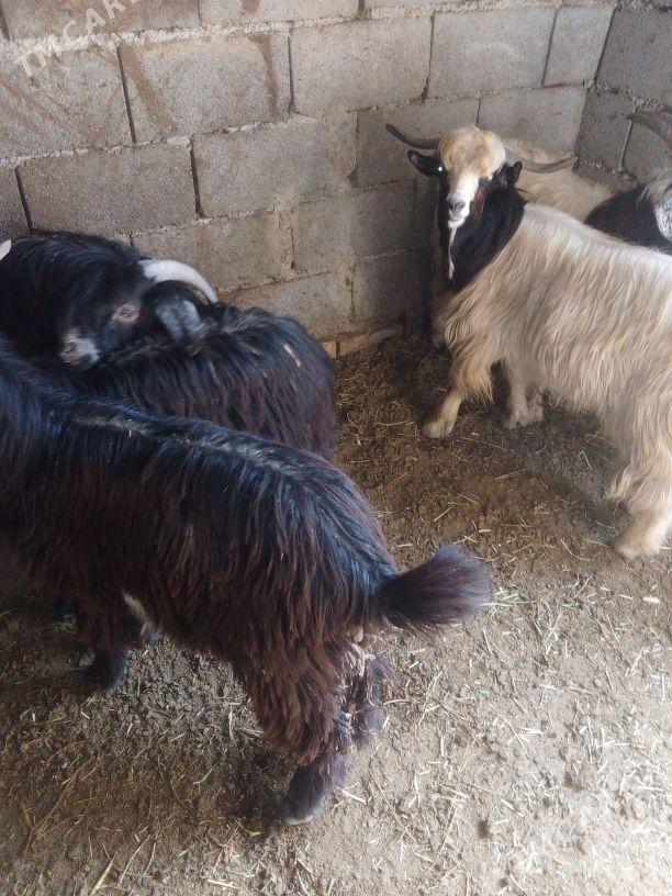 GEÇI - Бахарден - img 1