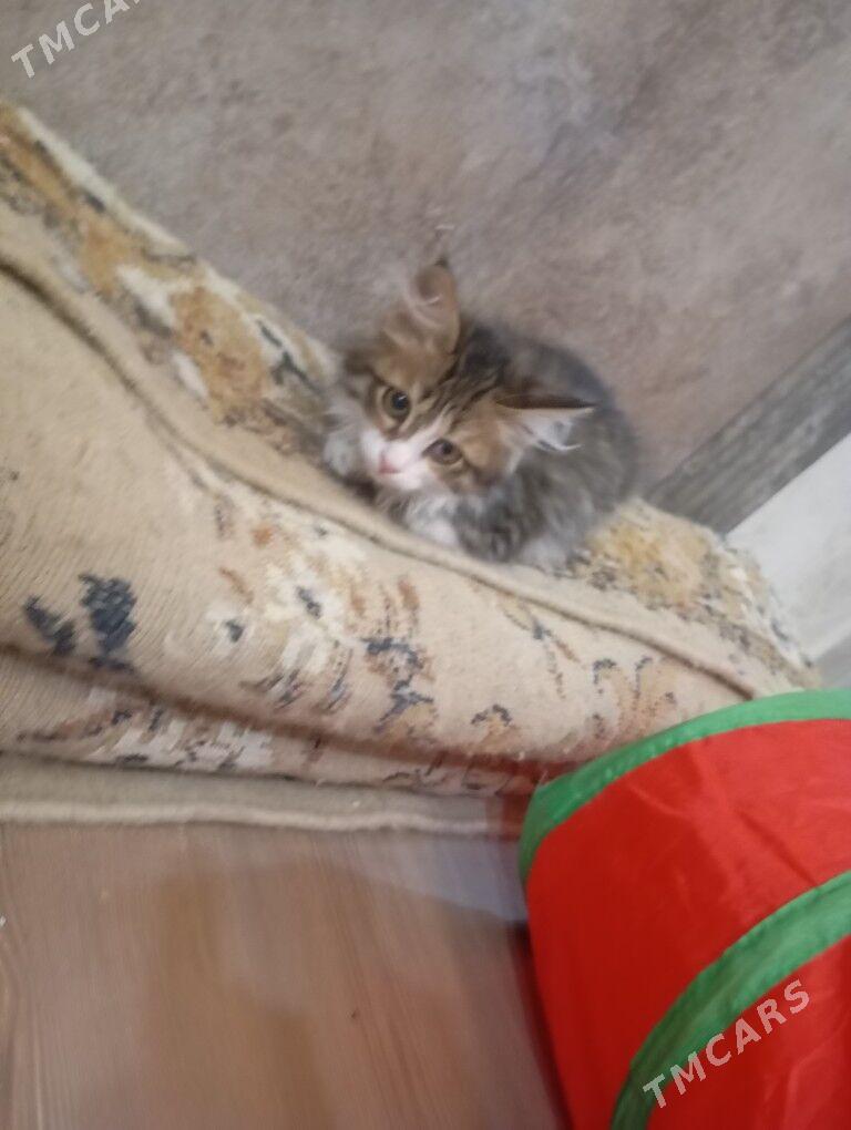 срочно в добрые ручки - Aşgabat - img 2