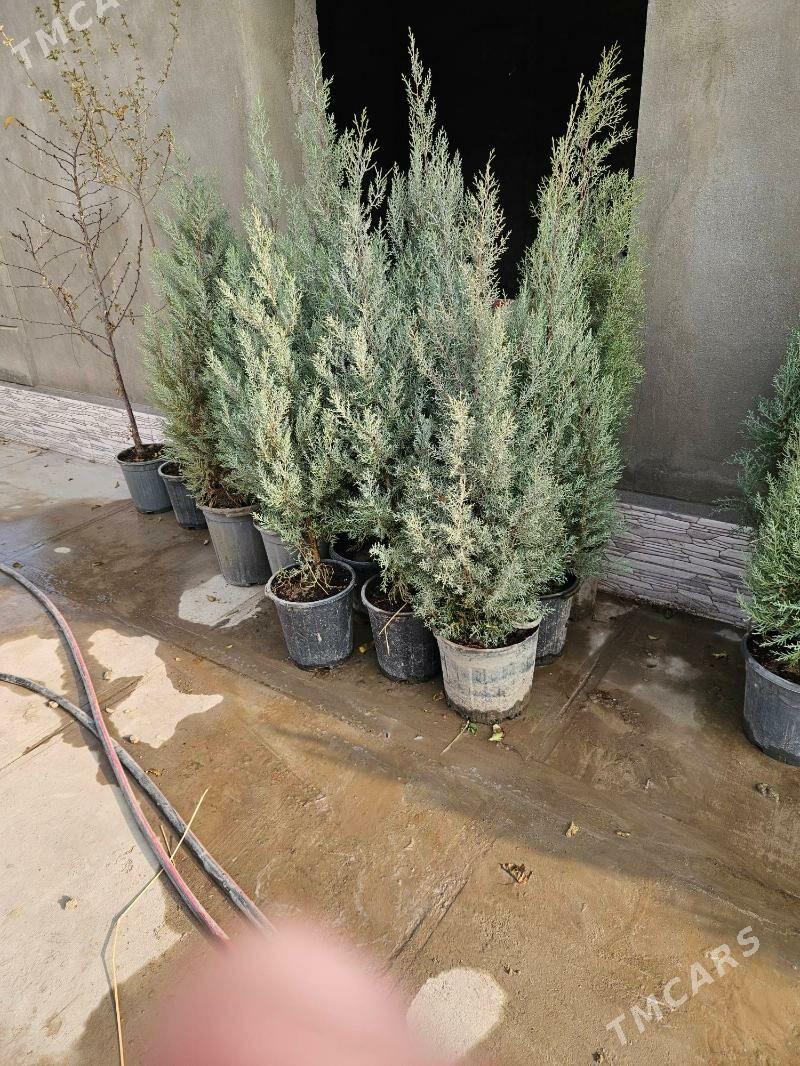 Arizonski kiparis Türkmen - Aşgabat - img 1