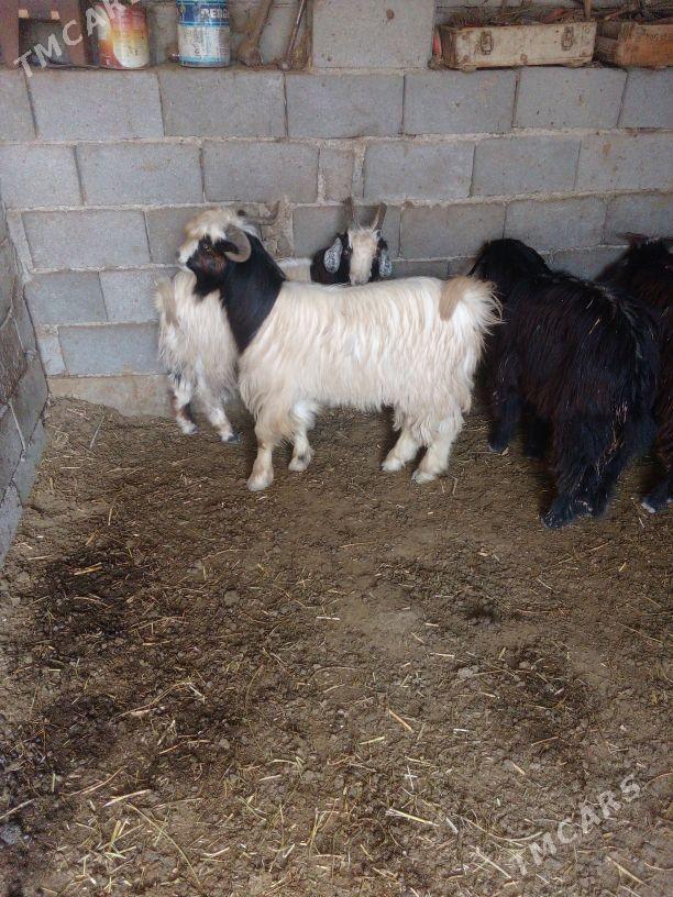 GEÇI - Бахарден - img 4