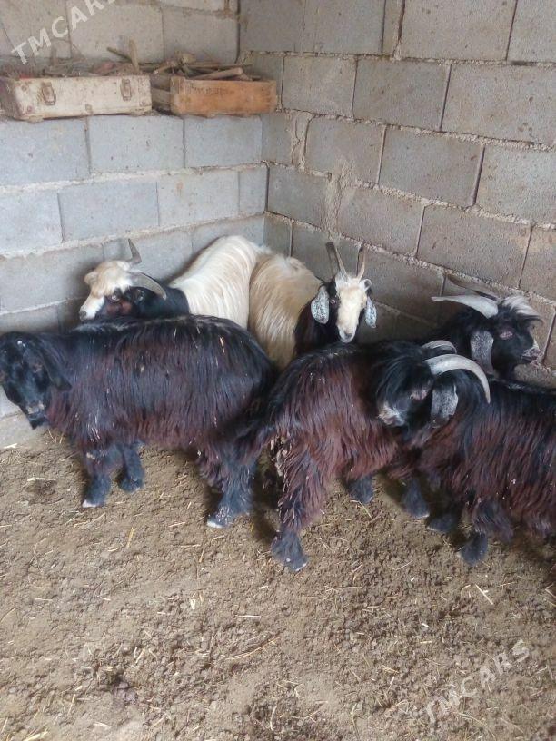 GEÇI - Бахарден - img 6