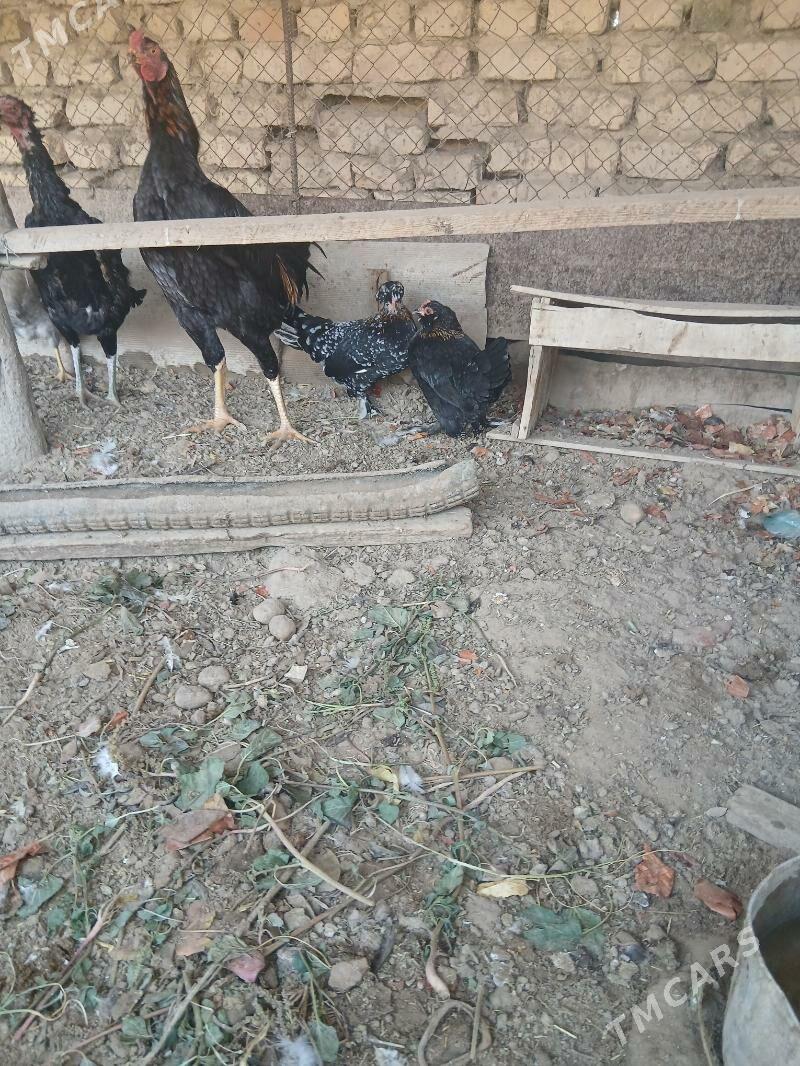 БАСОК КАРЛИК - Сакарчага - img 4