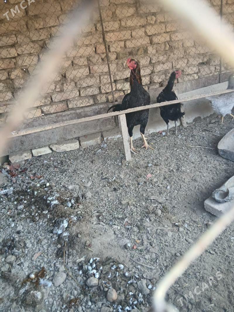 БАСОК КАРЛИК - Сакарчага - img 2