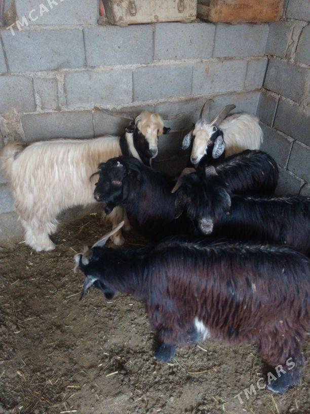 GEÇI - Бахарден - img 5