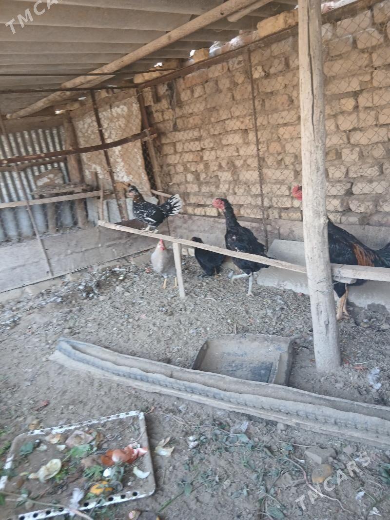 БАСОК КАРЛИК - Сакарчага - img 3