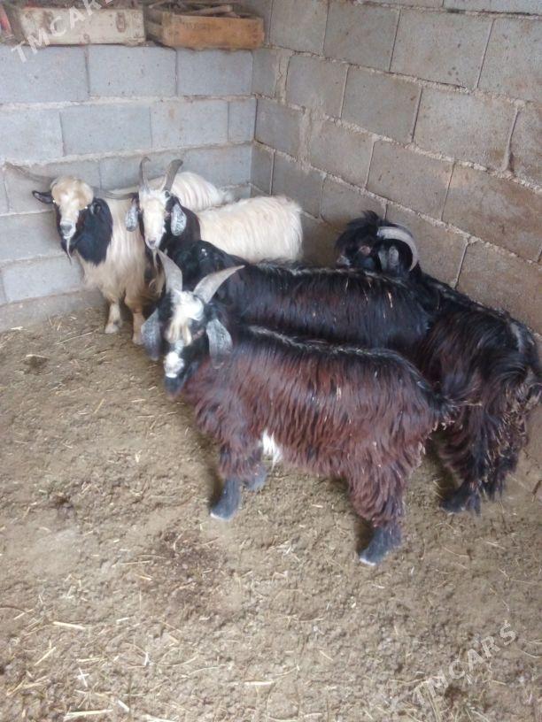 GEÇI - Бахарден - img 7