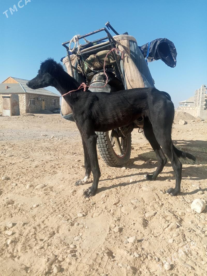 Tazy - Jebel - img 3