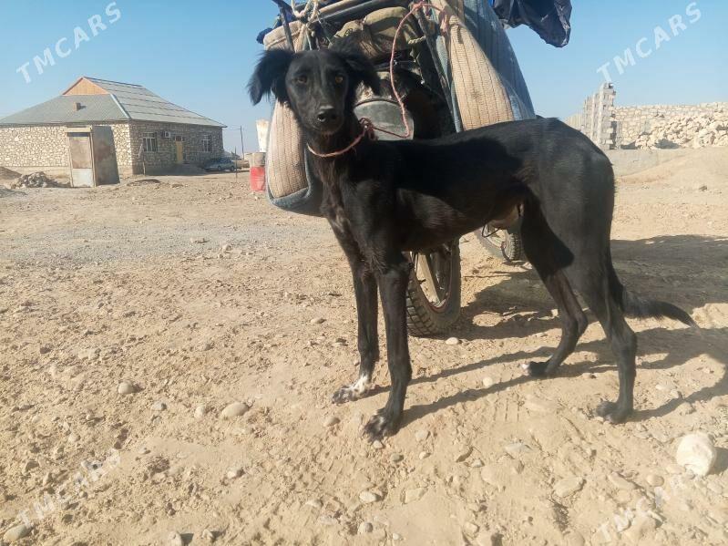 Tazy - Jebel - img 4