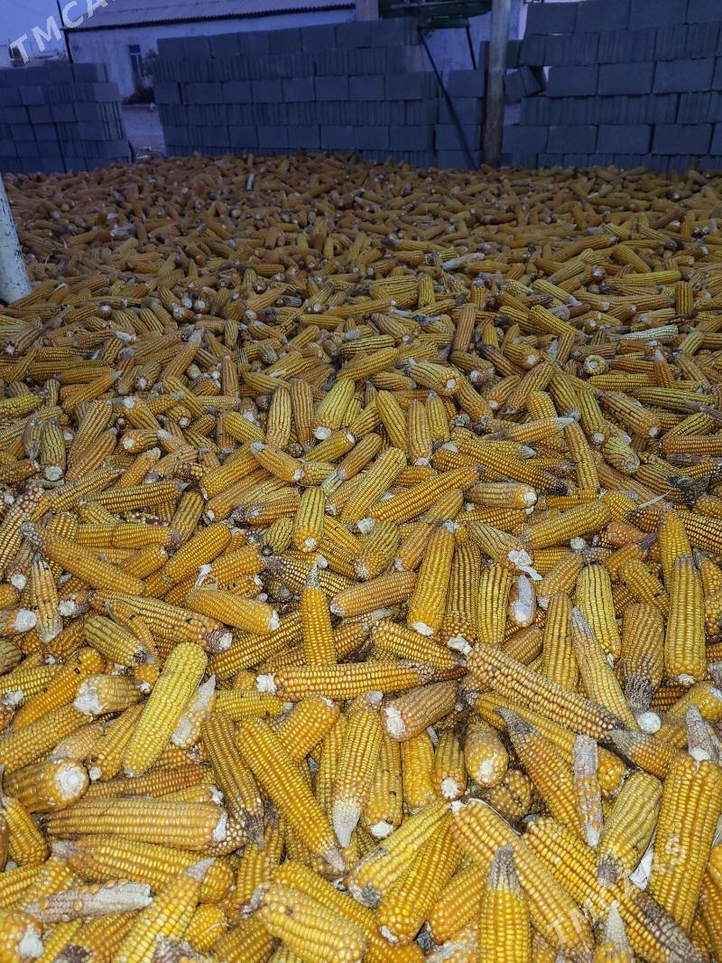 Mekge - Sarahs - img 3