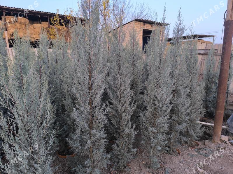 Arizonka yolka - Чарджоу - img 2