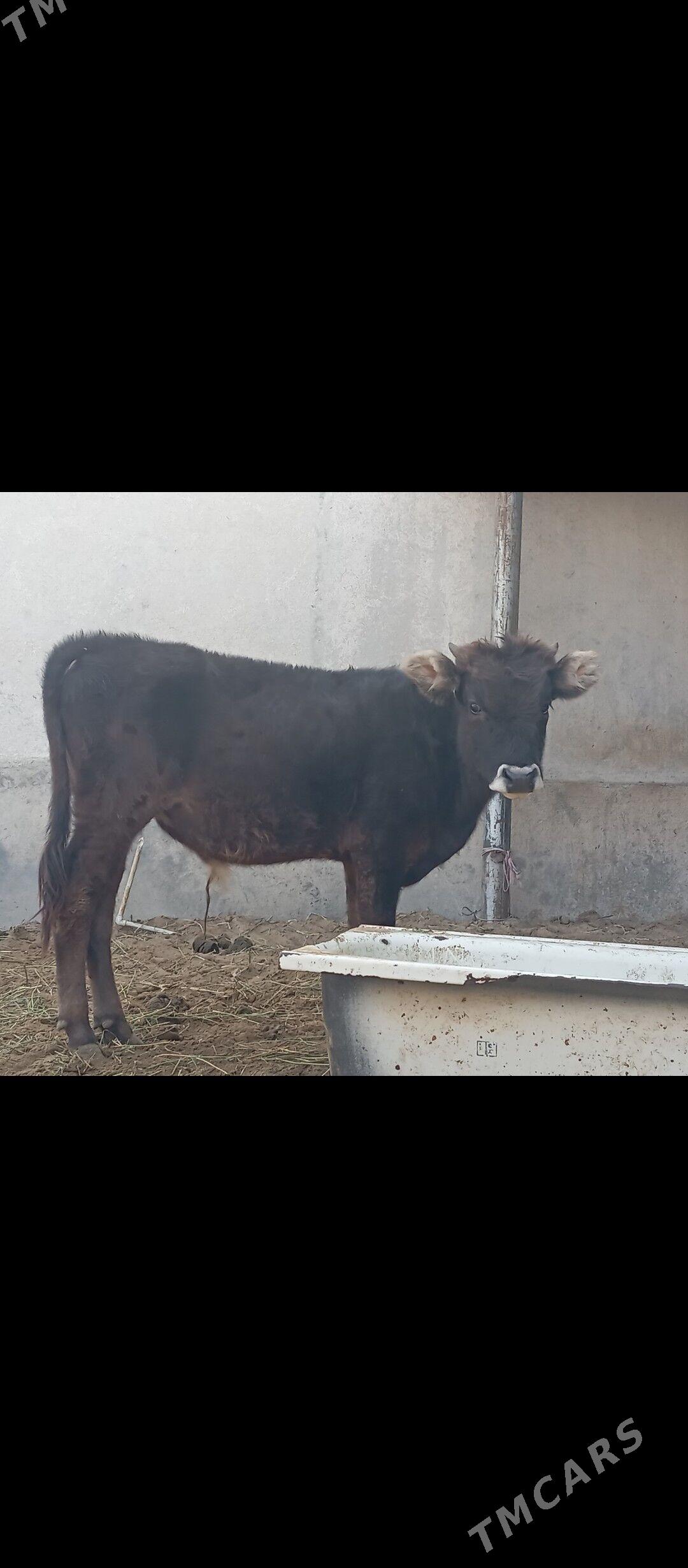 şibes öküz - Büzmeýin - img 2