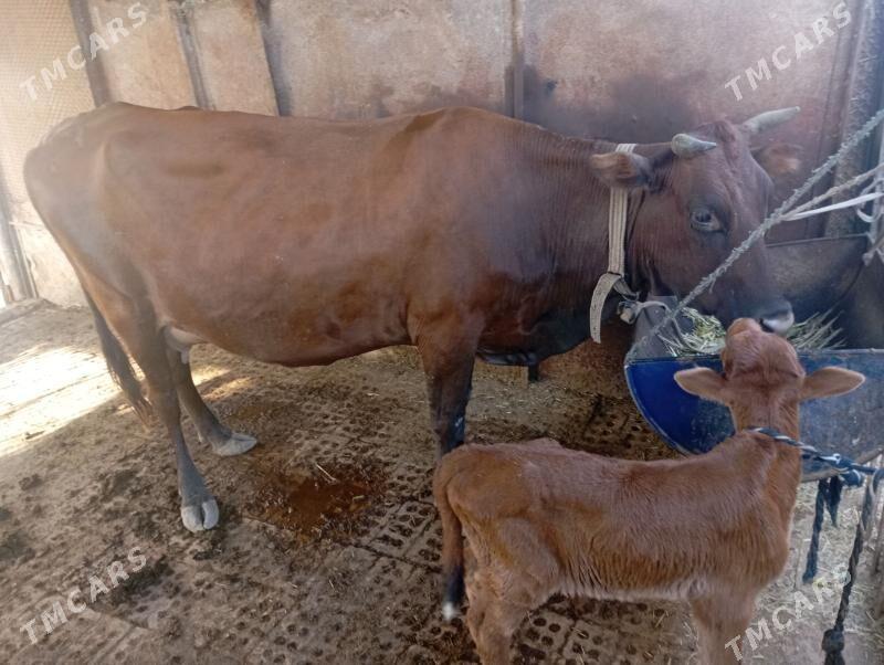 göleli sygyr süÿtli - Мары - img 1