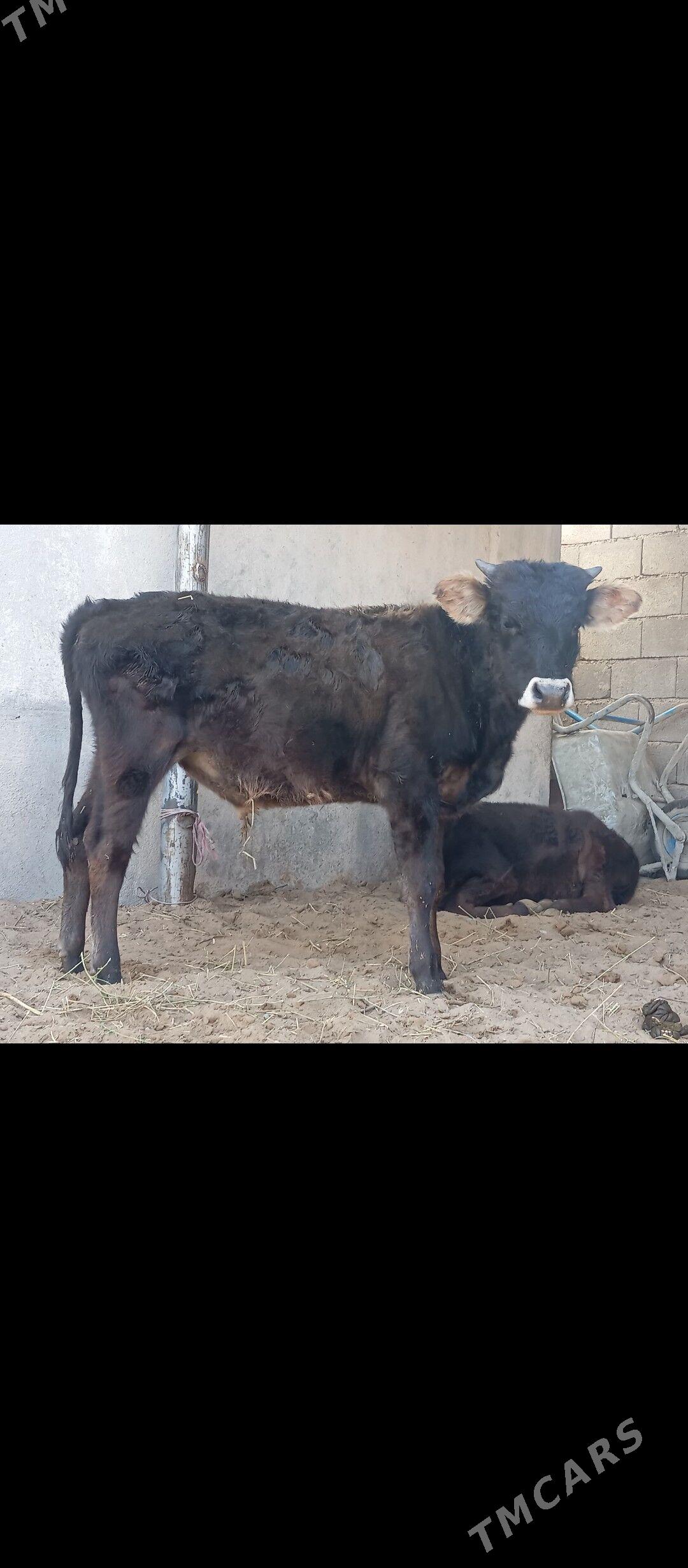 şibes öküz - Büzmeýin - img 1