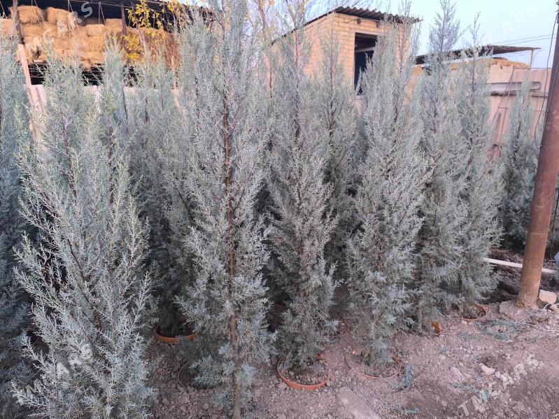 Arizonka yolka - Чарджоу - img 1