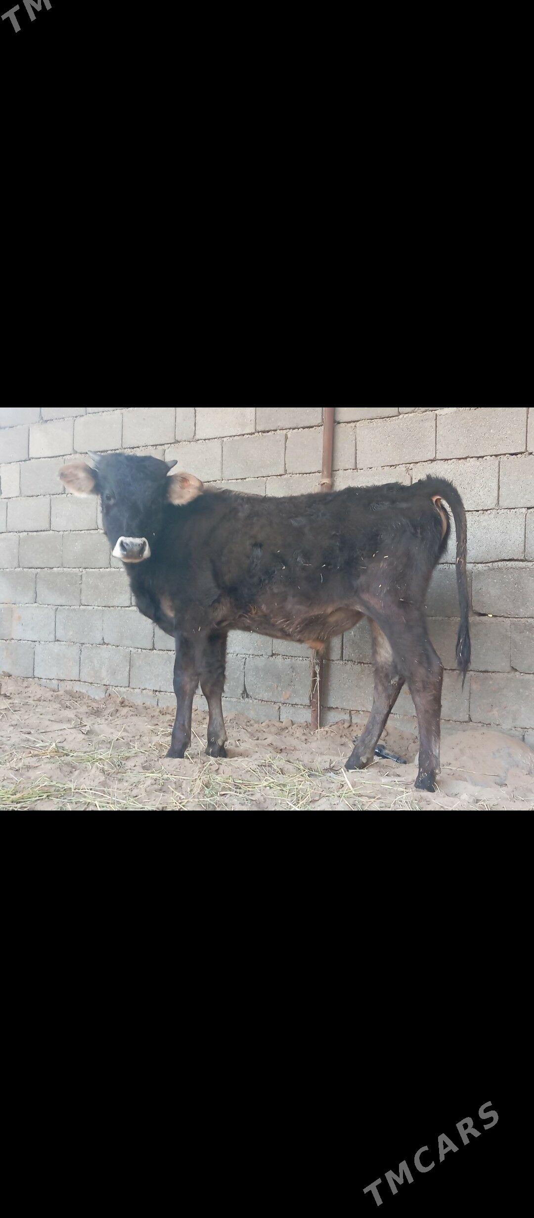 şibes öküz - Büzmeýin - img 3