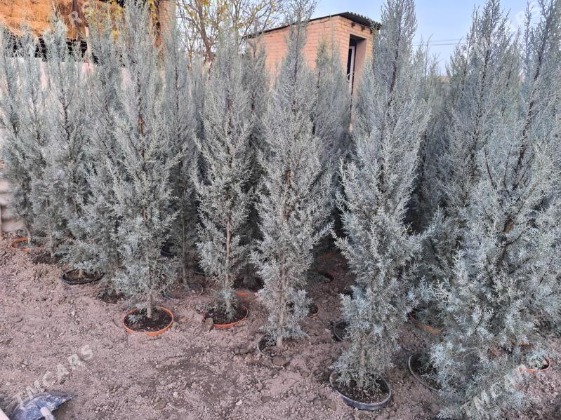 Arizonka yolka - Чарджоу - img 3