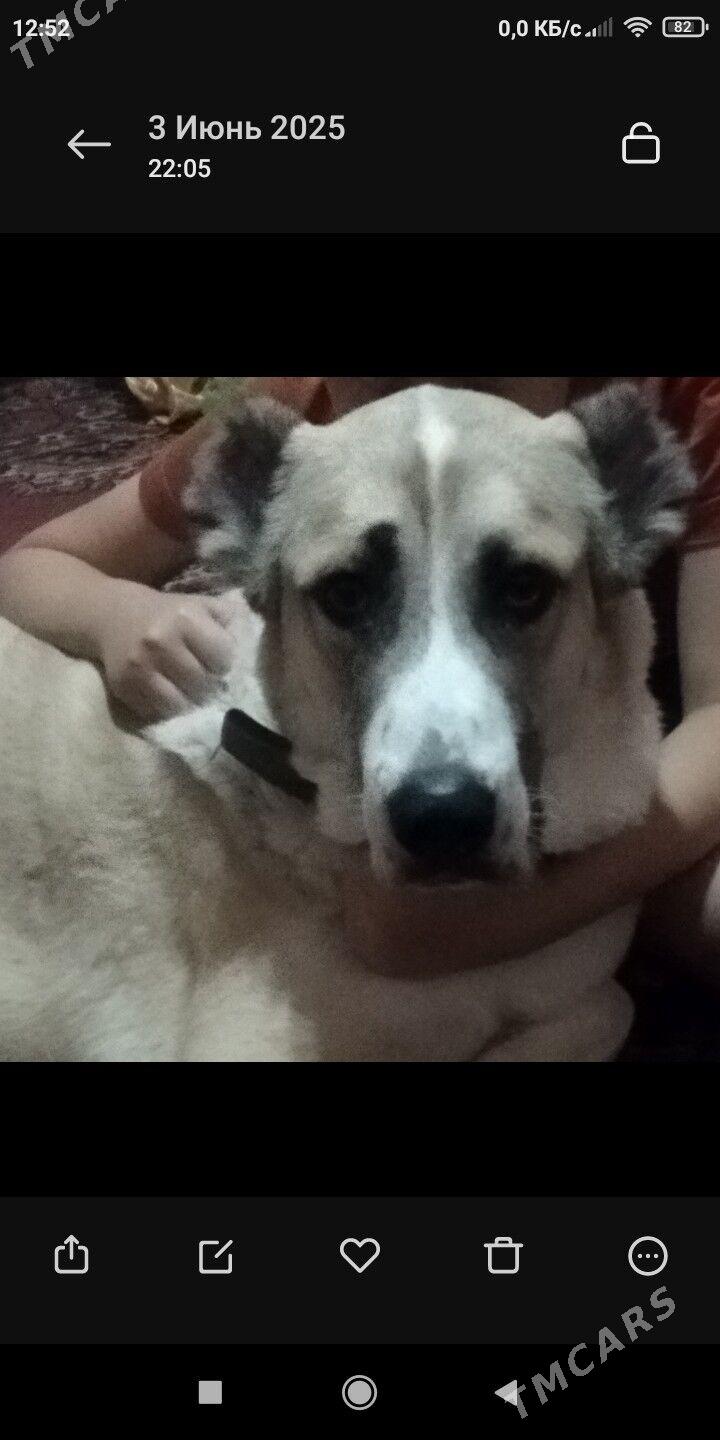 алабай - Aşgabat - img 2