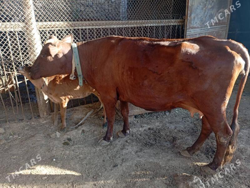 göleli sygyr süÿtli - Мары - img 6