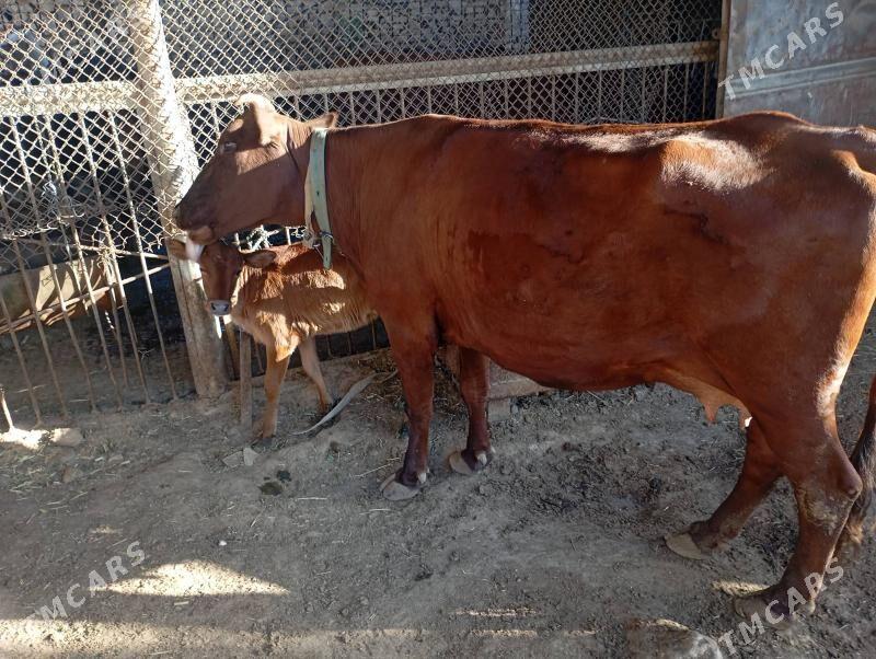 göleli sygyr süÿtli - Мары - img 1