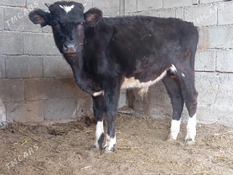 şibes öküz - Büzmeýin - img 4