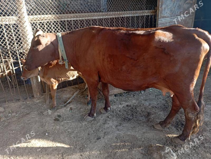 göleli sygyr süÿtli - Мары - img 4