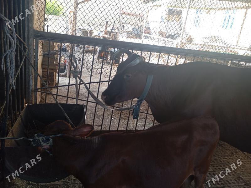 goleli sygyr süÿtli - Мары - img 1