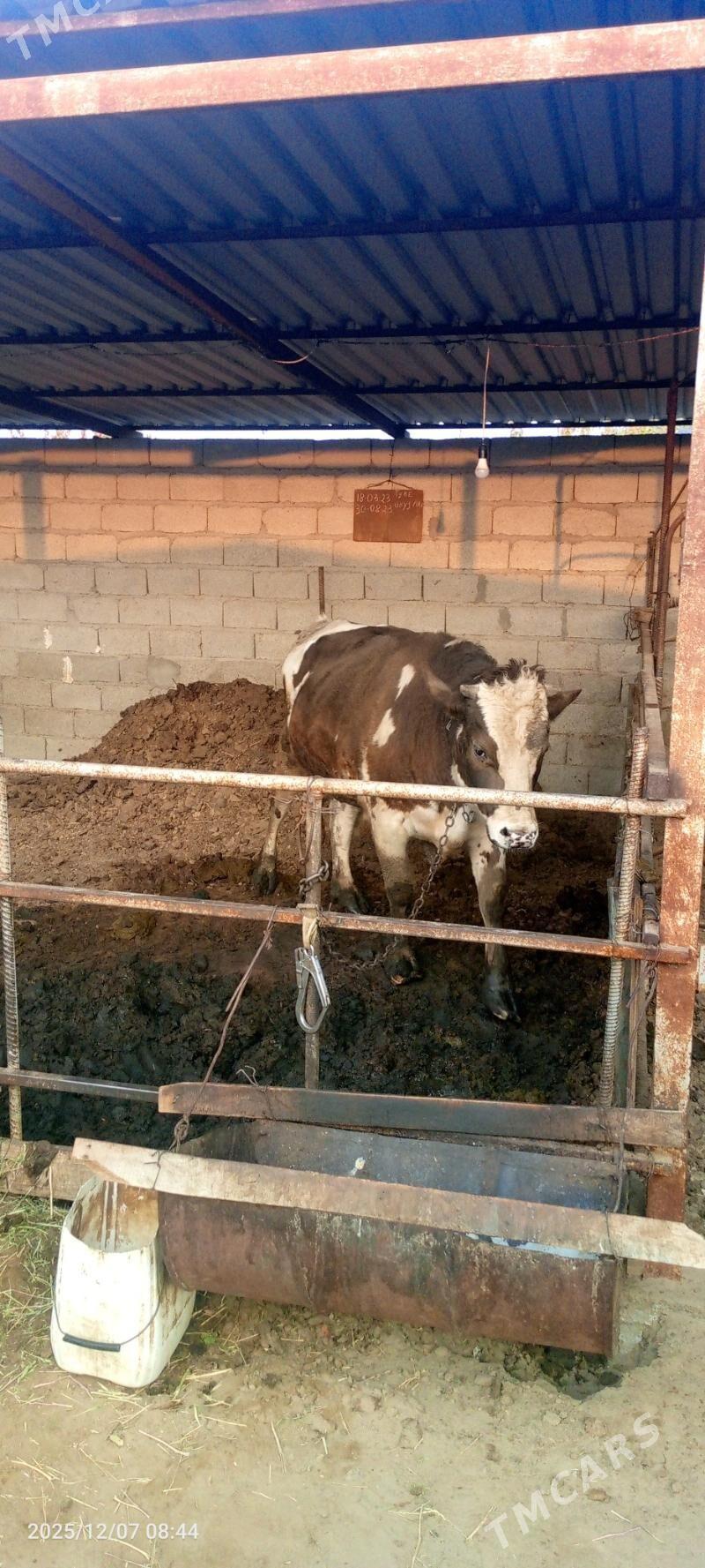 Öküz - Гёкдепе - img 2